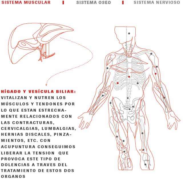 Duele la espalda da en el vientre que este tal